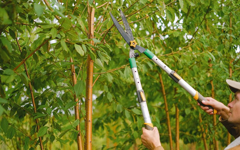 Tree trimming in Grantsburg, WI