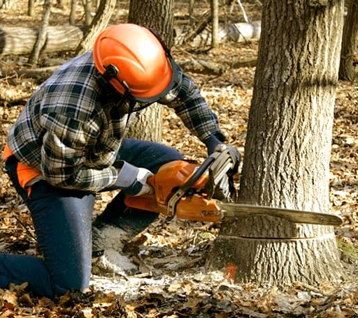 Tree Removal in Grantsburg, WI